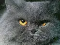 $kara_kedi[1].webp