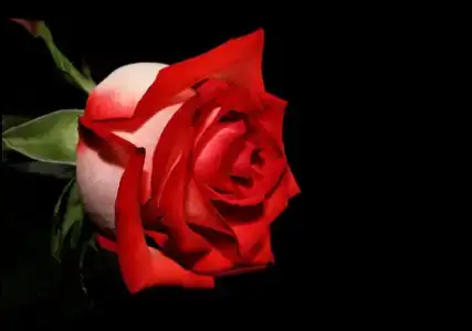 $kirmizi_gul.webp