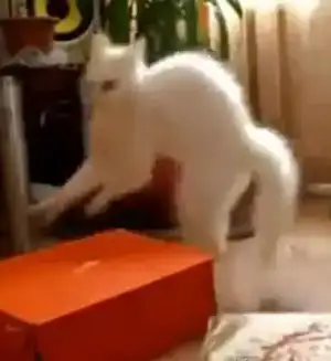 $alien-cat.webp
