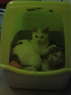 $loki&jiji.webp