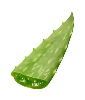 $aloe-vera.webp