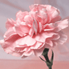 $002770239a5eb61e2972cb118ba98118[1].gif