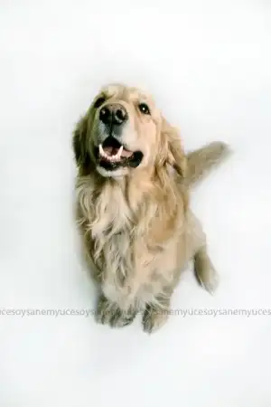 $IMG_7935.webp $IMG_7935.webp