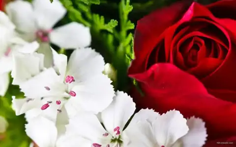 $rengarenk_cicekler-1280x800.webp
