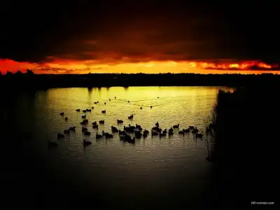 $goldeki_ordekler-800x600.webp