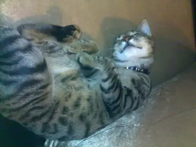 $18112011744.webp