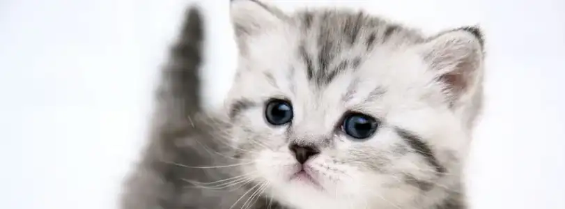 $The_pussycat-cover-photo-5018.webp