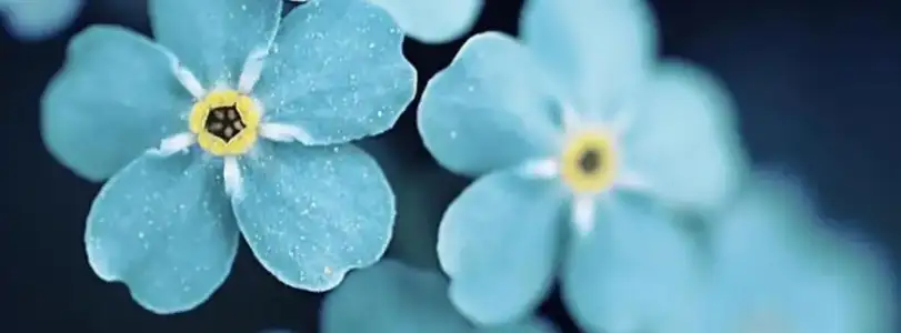 $blue_flowers-cover-photo-20878.webp