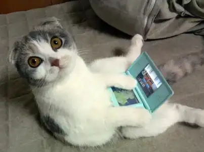 $ds_kitteh-2897-1.webp