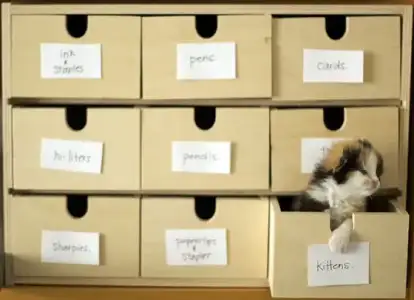 $kittens.webp