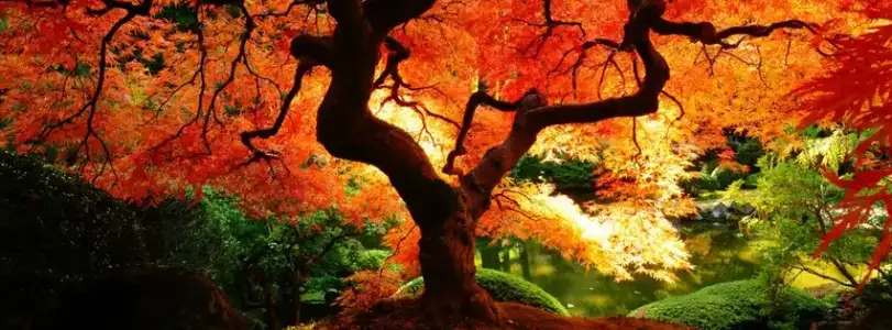 $Tree_of_Life-cover-photo-257.webp