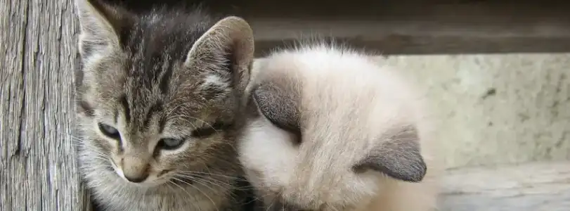$baby_tigers-cover-photo-1022.webp