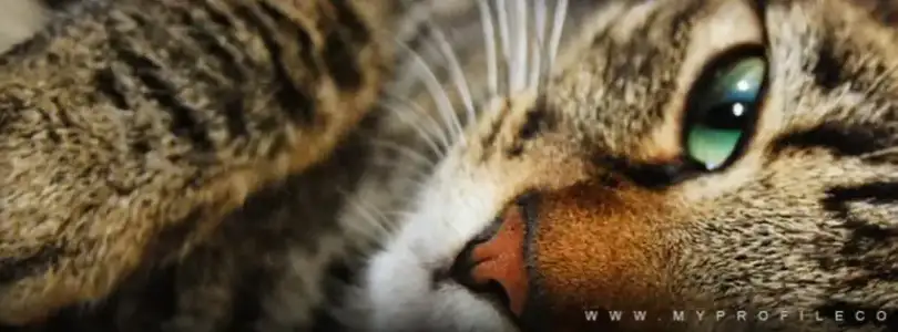 $the_cat-cover-photo-247.webp