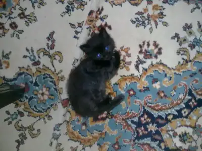 $04102010021.webp