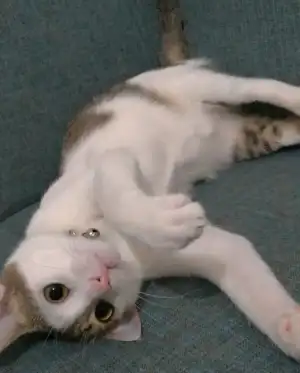 Screenshot_20190323-214805_1.webp