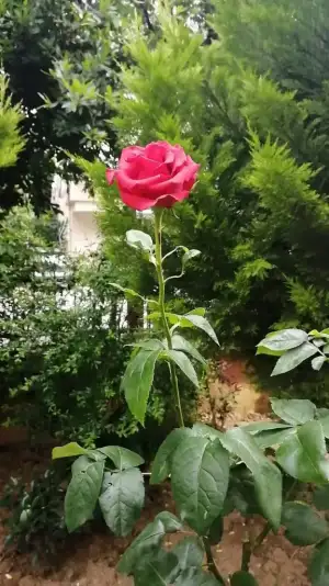 IMG-20190601-WA0017.webp