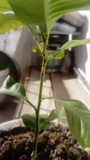 IMG-20191109-WA0092.webp