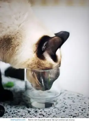 $bardaktan-su-icen-kedi_3.webp
