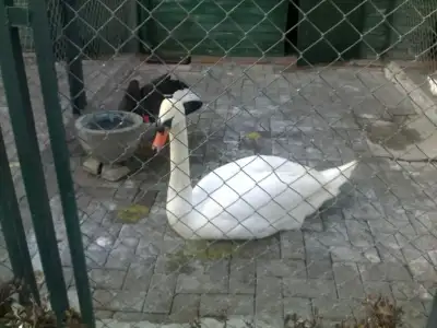 $18122011010.webp