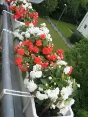 $Juni 2009 064.webp