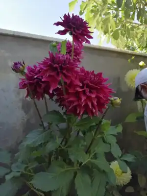 IMG_20200731_163541.webp