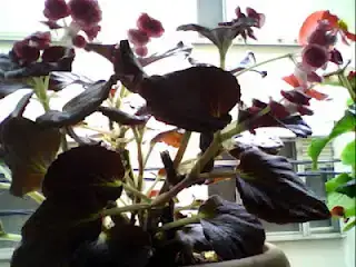 $10 May 2012 08_38_06.webp