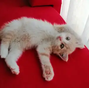 Screenshot_20201218_230916.webp