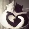 $cats_heart.webp