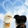 $chikens_in_love.webp