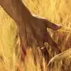 $gladiator_hand_in_wheat.webp