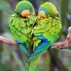 $i_heart_you_parrot.webp