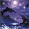 $monlight_dolphins.webp