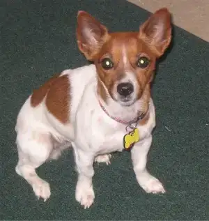 $JackRatTerrierLexi004.webp