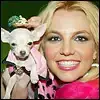 $britney_and_chiwawa.webp