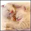 $little_sleepy_cats.webp