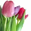 $tulips.webp