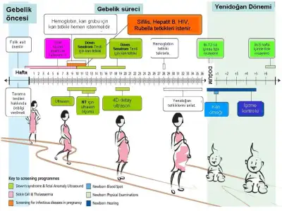 $screening-timeline.webp