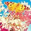 $butterfly_nature.webp