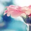 $cute_pink.webp