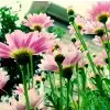 $flowers_in_garden.webp