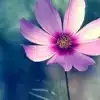 $great_flower_bdl.webp