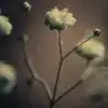 $nature_simply.webp