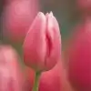 $pink_tulip.webp