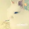 $rabbit_white.webp