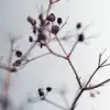 $simply_nature.webp