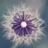 $white_fleawer.webp