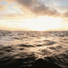 $Littlefishyfaces07.gif