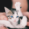 $kittie.gif
