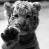 $tiger.gif