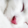$iconcat.gif